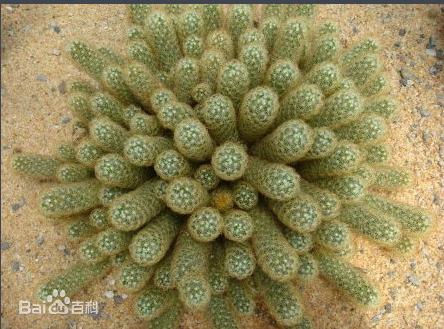 28种不同类型的仙人掌植物,多种品种仙人掌如何栽种