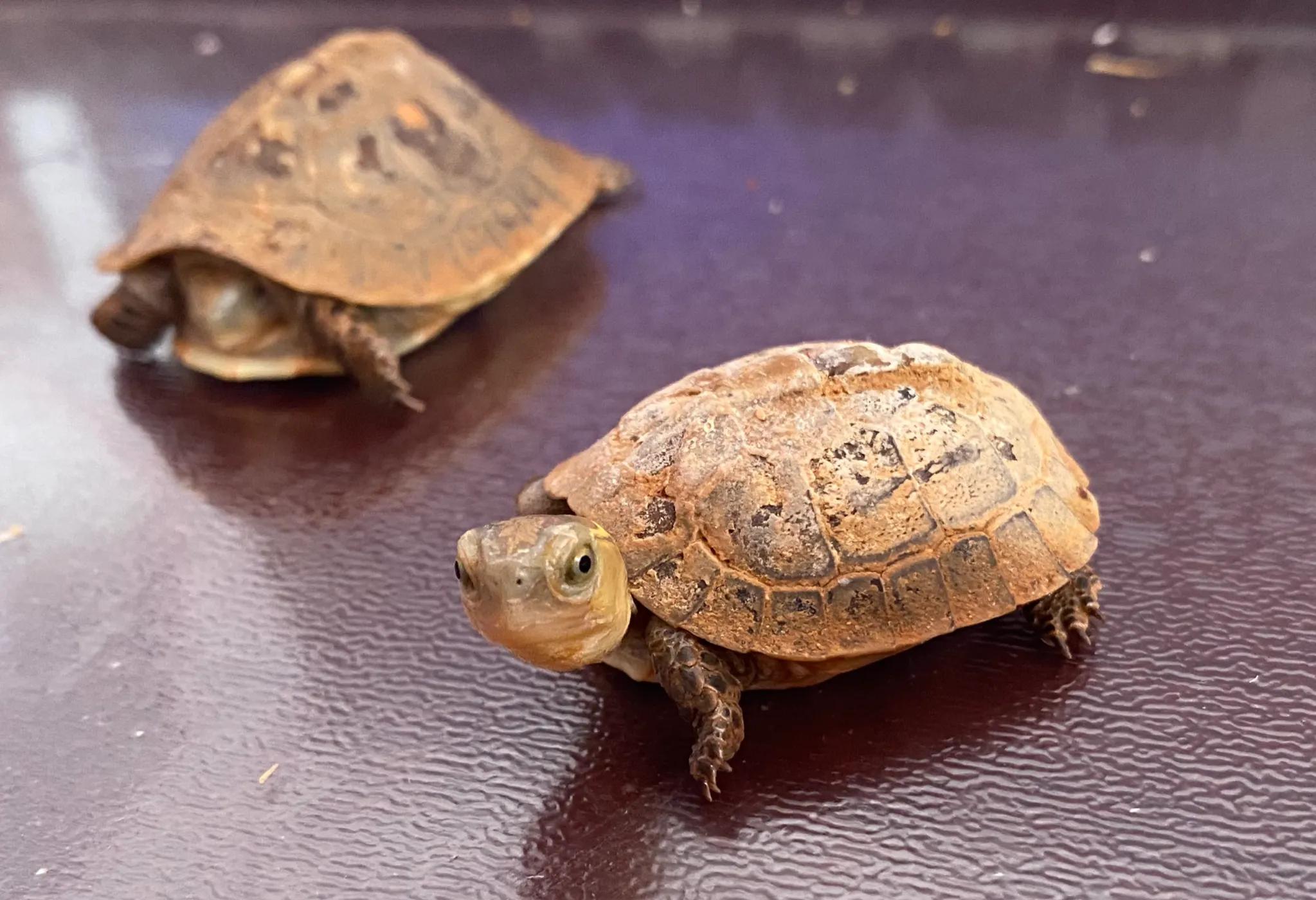 怎样养乌龟才能让乌龟对你信任,怎么养乌龟乌龟才有互动性