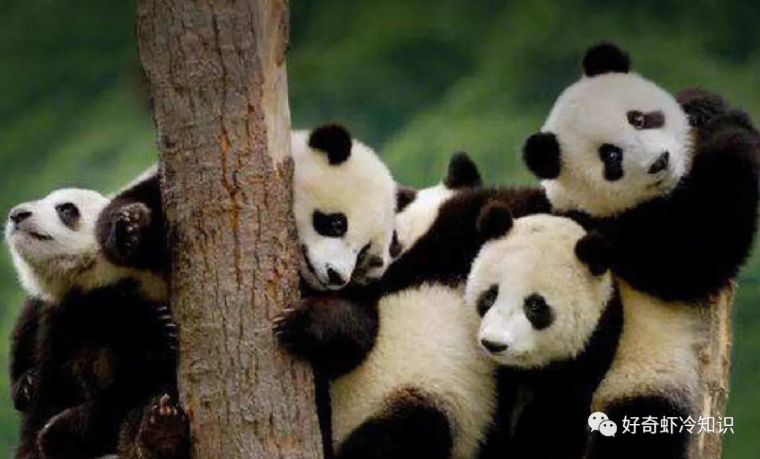 大熊猫的一生！酒店的定价策略？*场赌**为什么没有时钟？