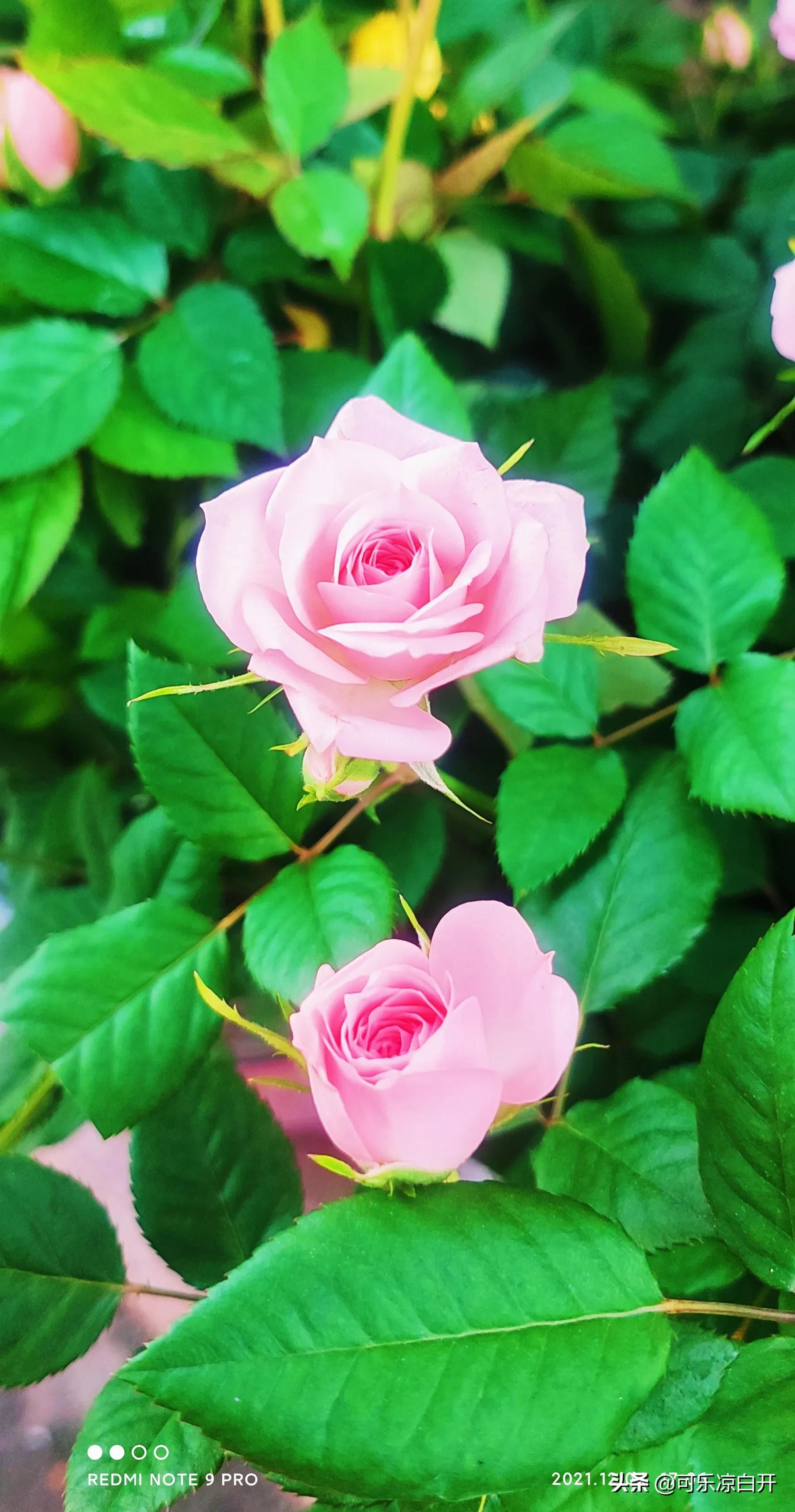 咸阳东风路秦苑花卉市场,咸阳文兴路花卉市场狗市怎么走