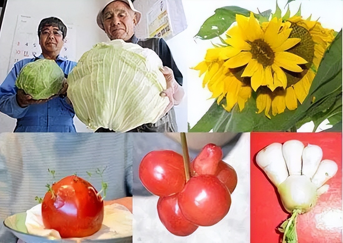 日本又拍到“新物种”，2米的怪鱼，是核辐射还是海底物种入侵？