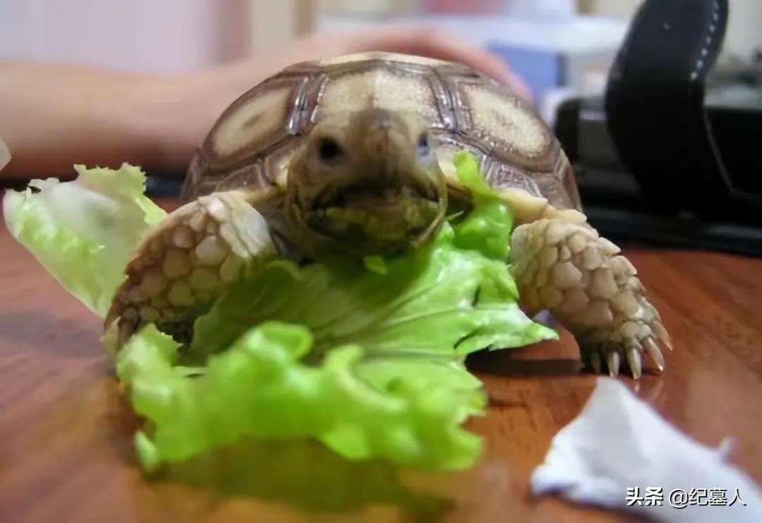一男子捡到一只乌龟带回家养,男子在野外捡到乌龟越长越不好