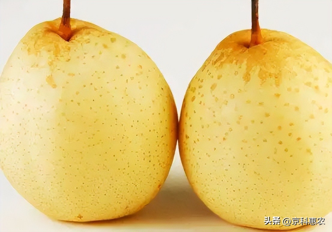 什么梨最耐存放长久呢,梨怎么保存时间长不烂