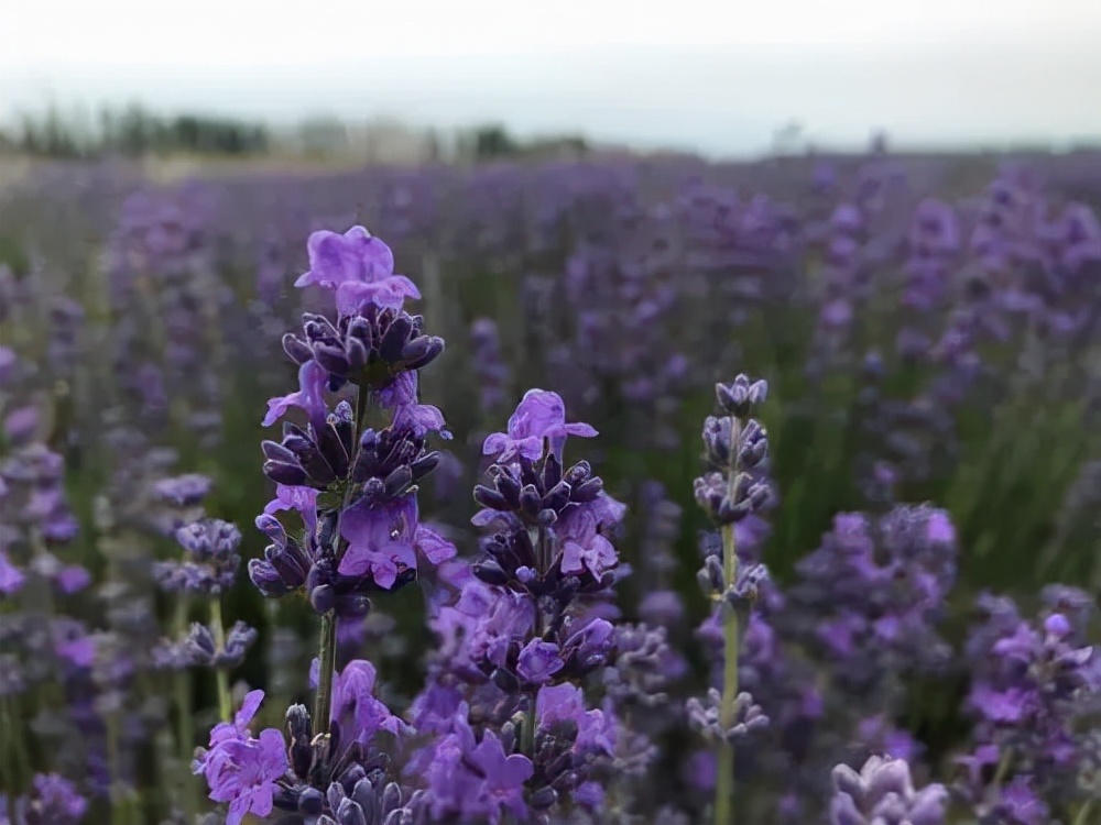 中国熏衣草之乡伊犁霍城县,大美新疆伊犁熏衣草