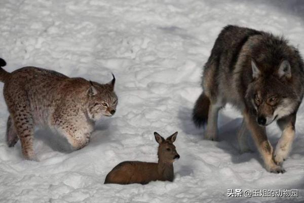 猞猁和雪豹谁厉害,猞猁大战狼群结果不敌狼群被杀死