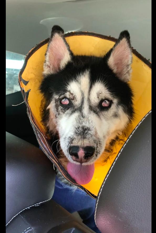 哈士奇眼睛上面白色点的地方红肿,哈士奇一只眼睛红肿