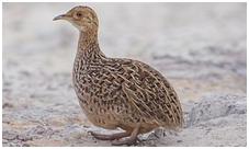 鸟类在分类学中统称为什么,鸟纲分类总表