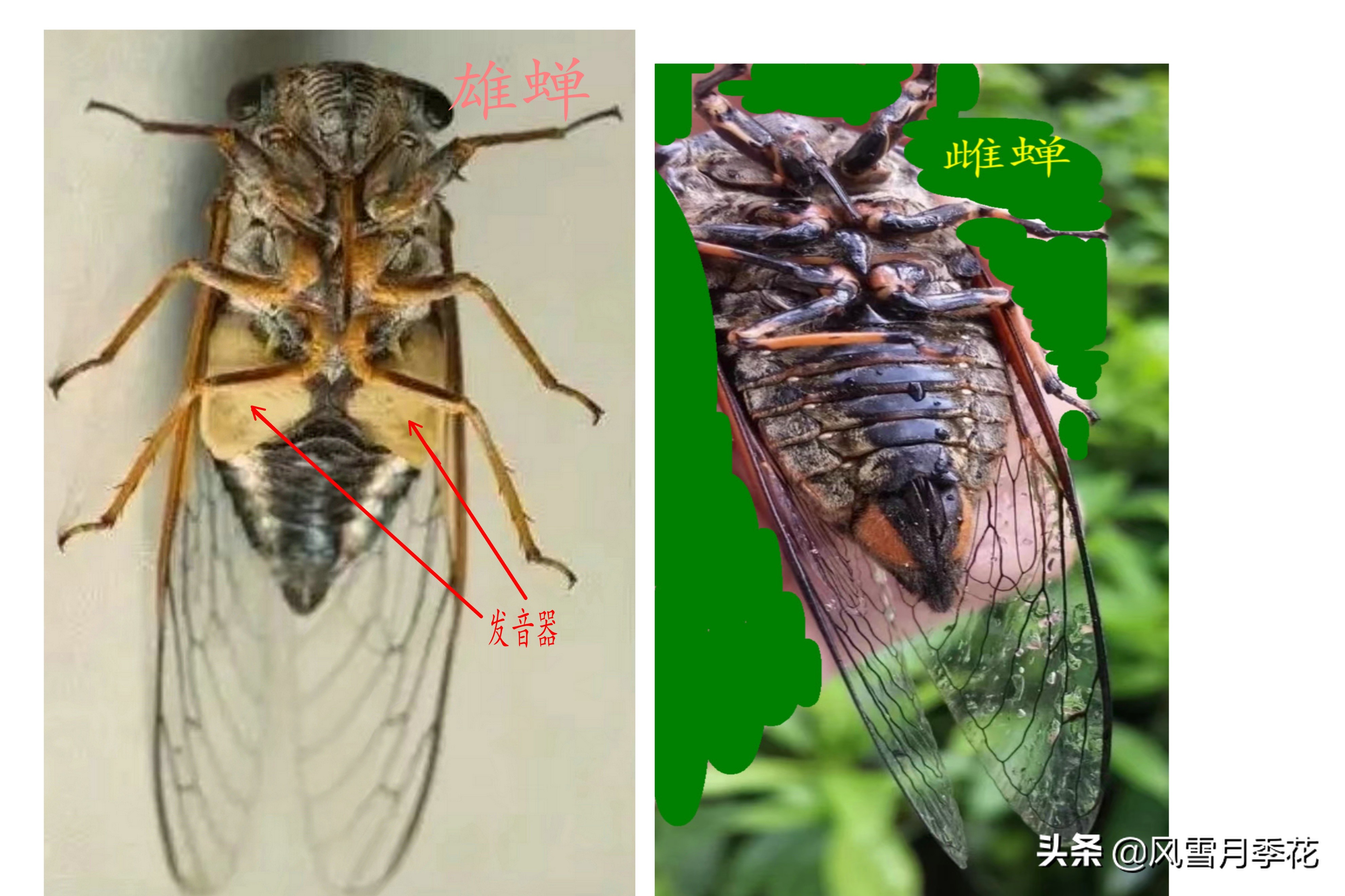 金蝉的品种的叫声,金蝉怎么鸣叫