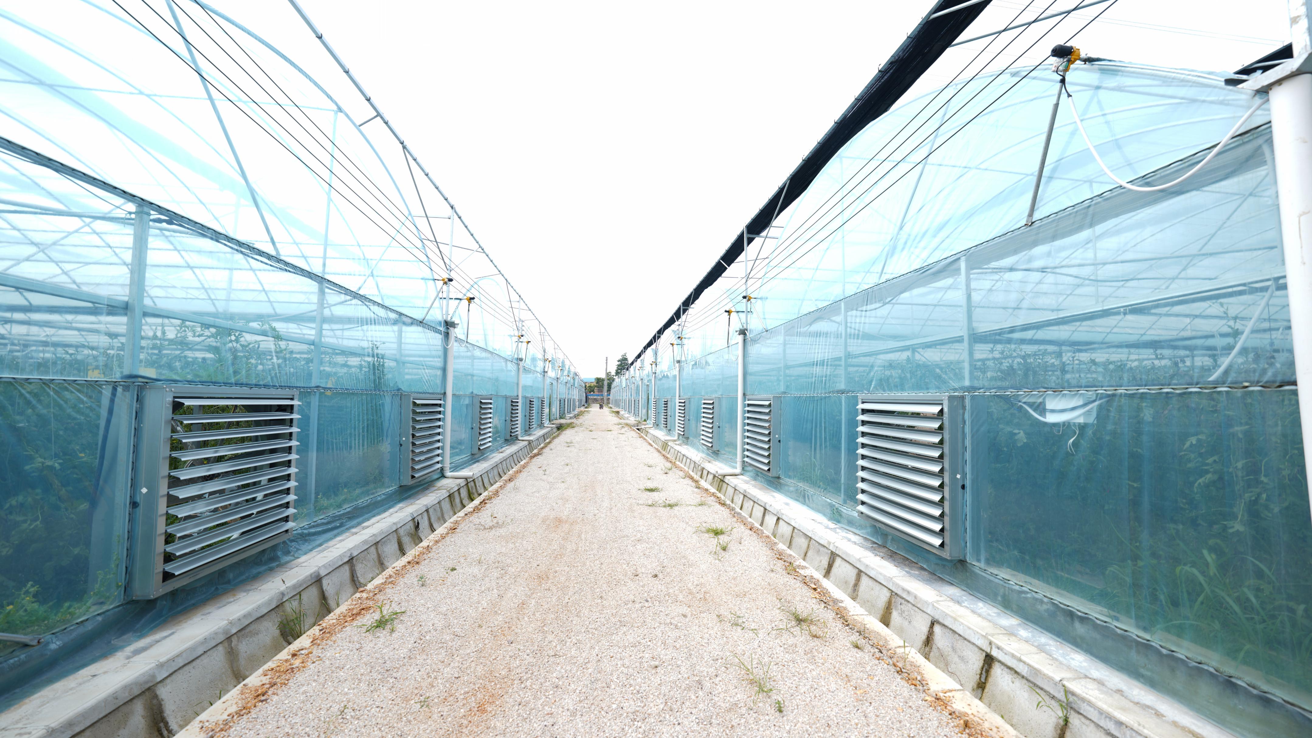 走近土专家|“藜蒿女王”聚焦中高端市场，扎根泥土实现千万年产值