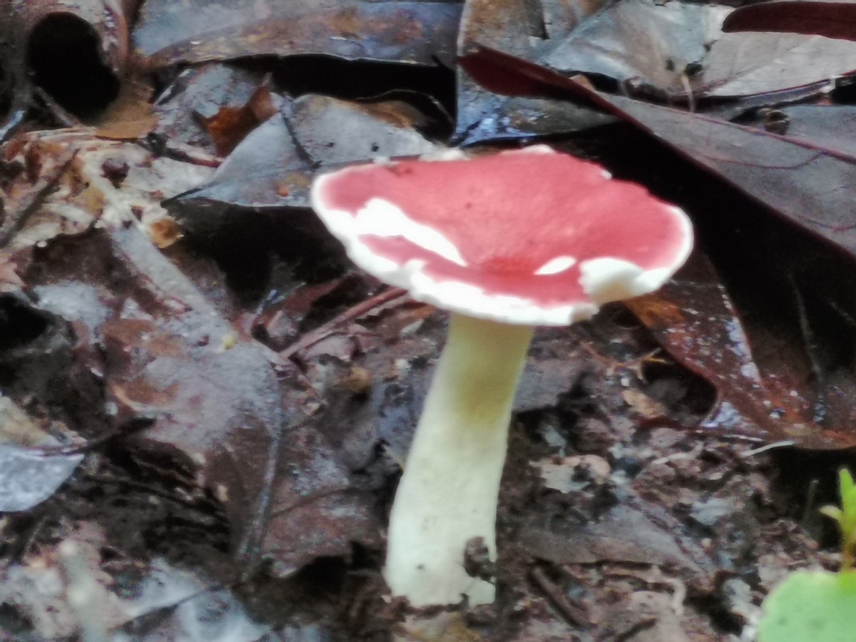 西双版纳翡翠比大理便宜吗,西双版纳被称为绿宝石