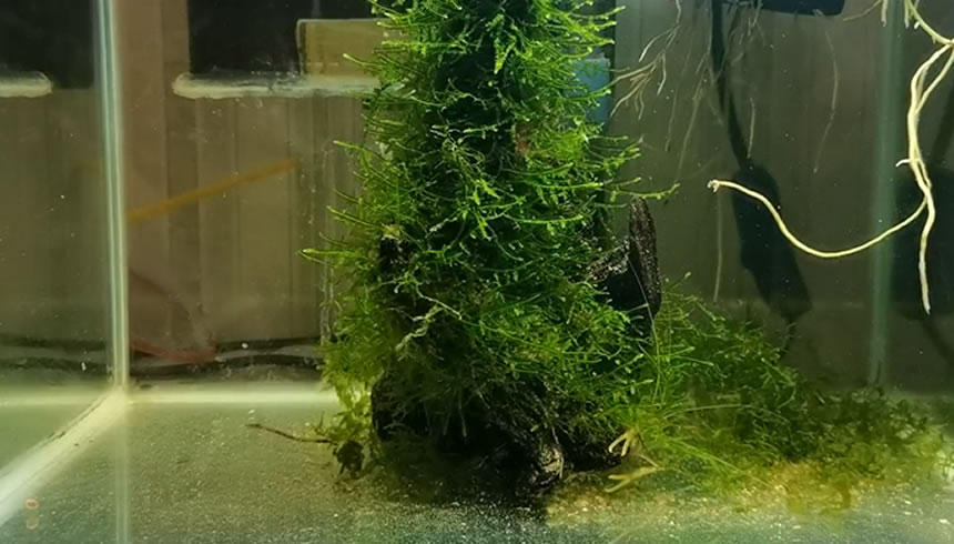 鱼缸内壁滑滑的可以去除吗,鱼缸壁上白色黏黏的东西怎么清除