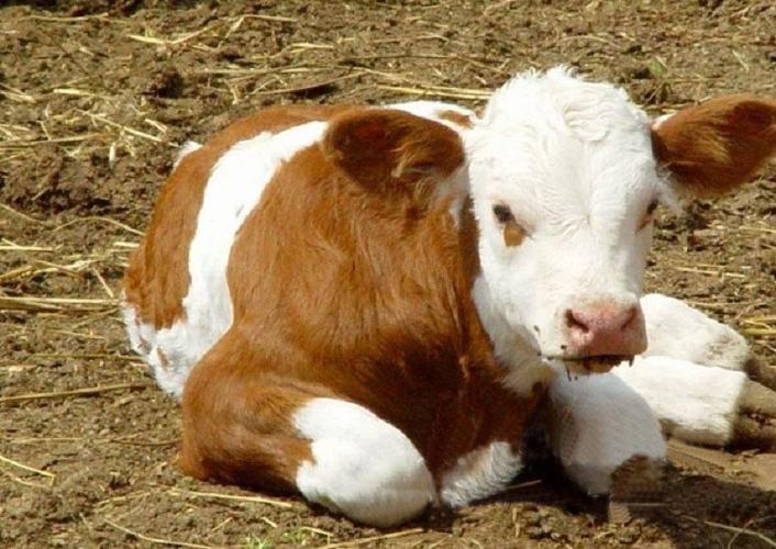 养牛跌入低谷,2022年养牛会不会跌到低谷