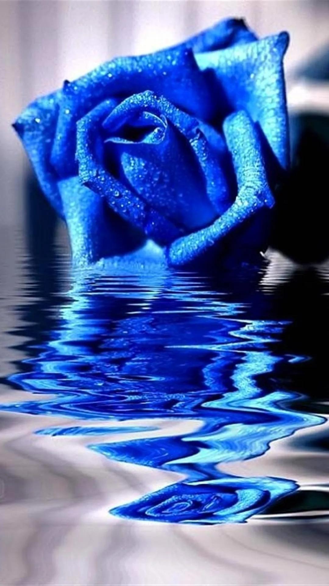 蓝色妖姬花束壁纸,花朵壁纸蓝色