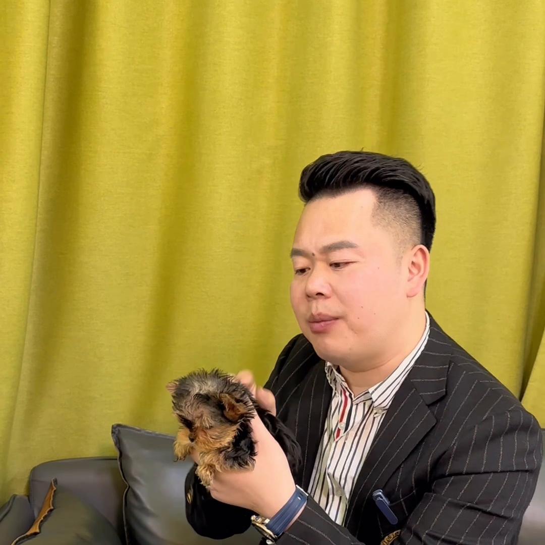 养狗必备用品约克夏,约克夏参加新手养狗面试