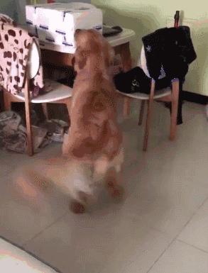 关于狗狗的十大科学真相,关于狗狗的八个秘密故事