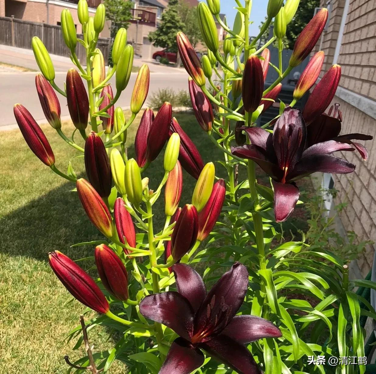 920使用方法哪些作物能用,920和什么混用效果好