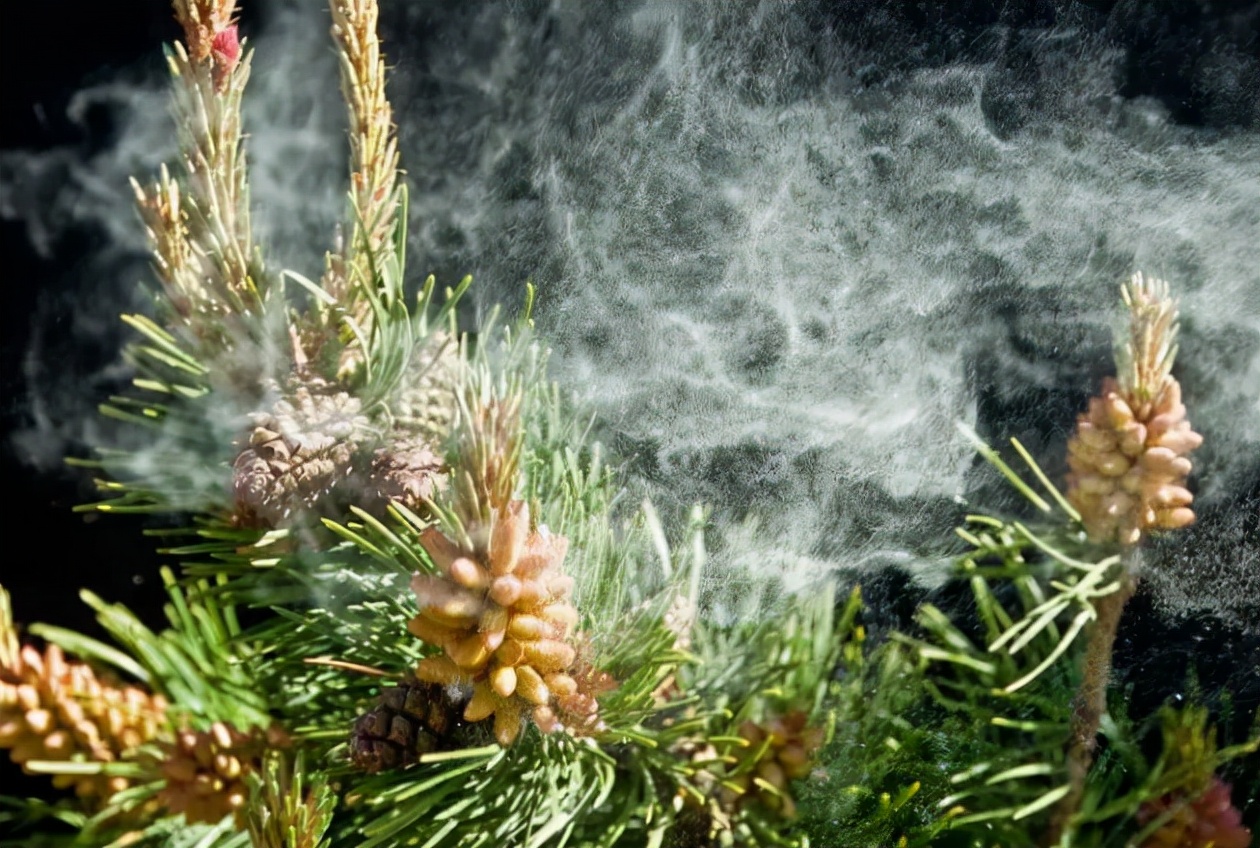 松花粉是什么松树上的花粉,松花粉一斤100元贵不贵