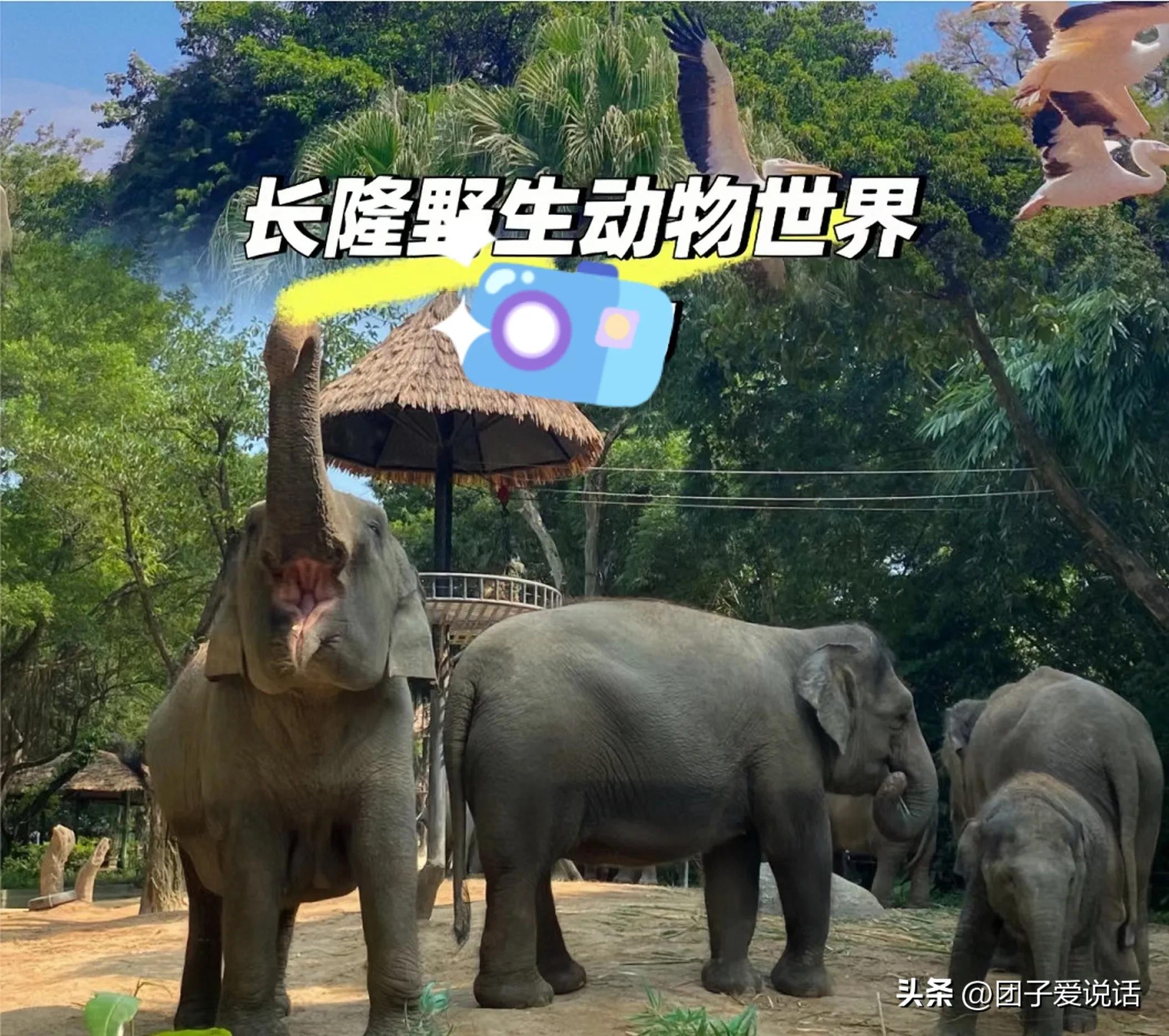 广东广州长隆动物世界看大熊猫,认识成都大熊猫