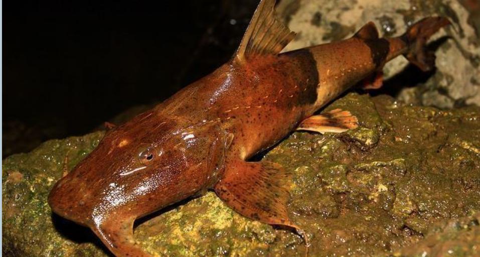 在印度是吃人水怪,在云南就是道菜!快要消失的面瓜鱼有多好吃?