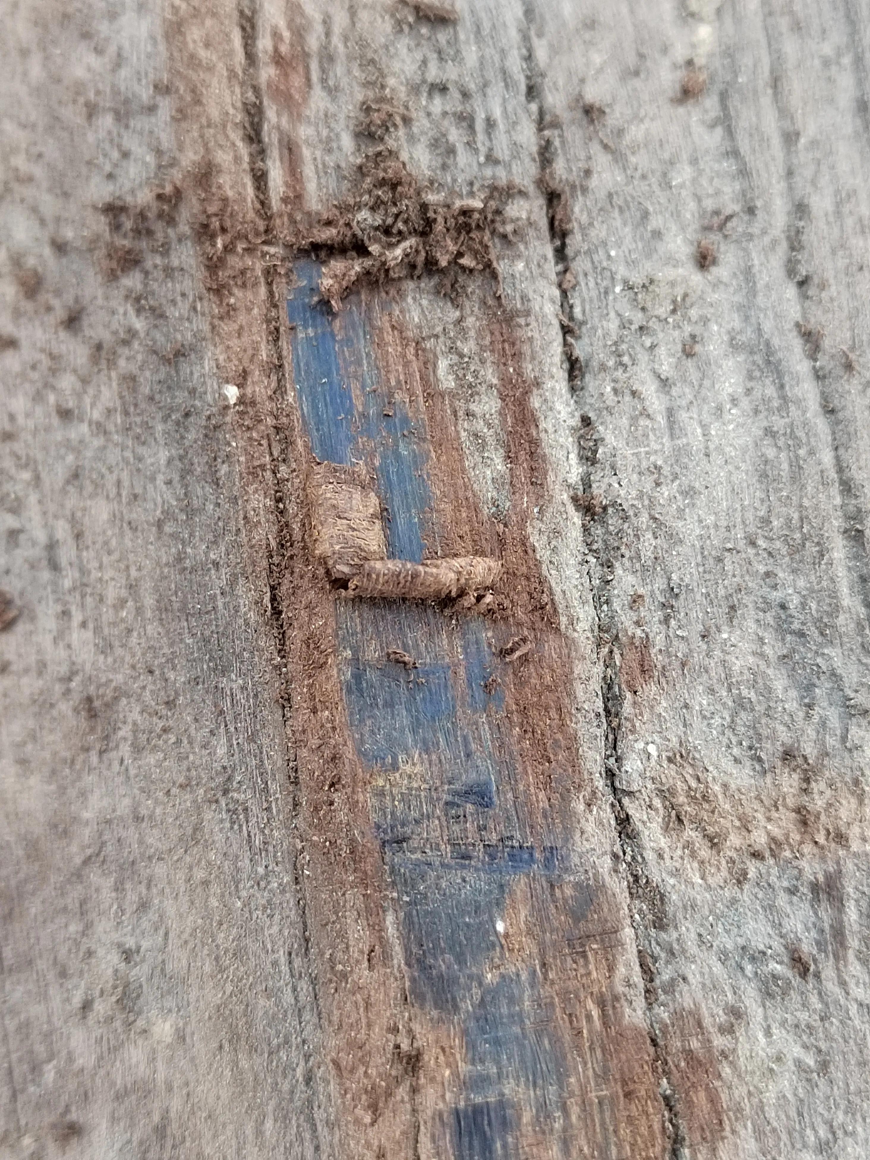 白奇楠莺歌绿奇楠黑奇楠哪个好,黑奇楠和白奇楠沉香哪个好