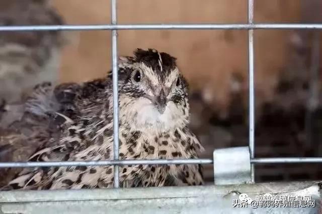 鹌鹑常见疾病,鹌鹑常见疾病防治