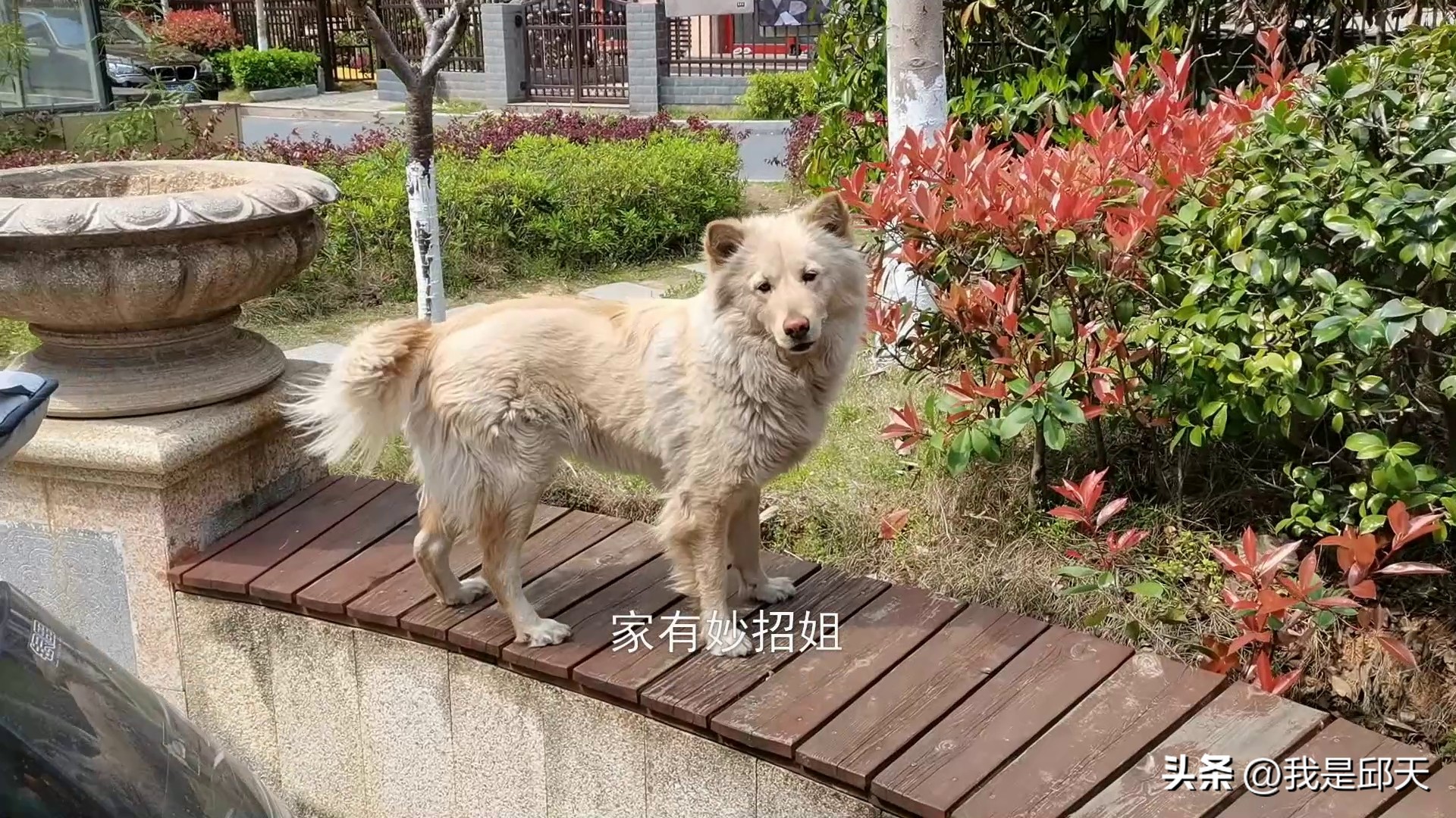 被狗追咬自救的方法,骑电动车被狗追自救的方法是什么