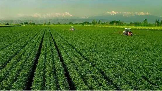 巴格尔水溶肥价格,进口水溶肥产品