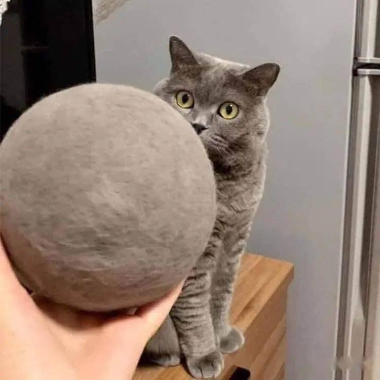 为什么蓝猫经常会被弃养,蓝猫被弃养了它知道吗