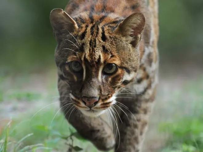山彪的样子图片,山彪真实照片