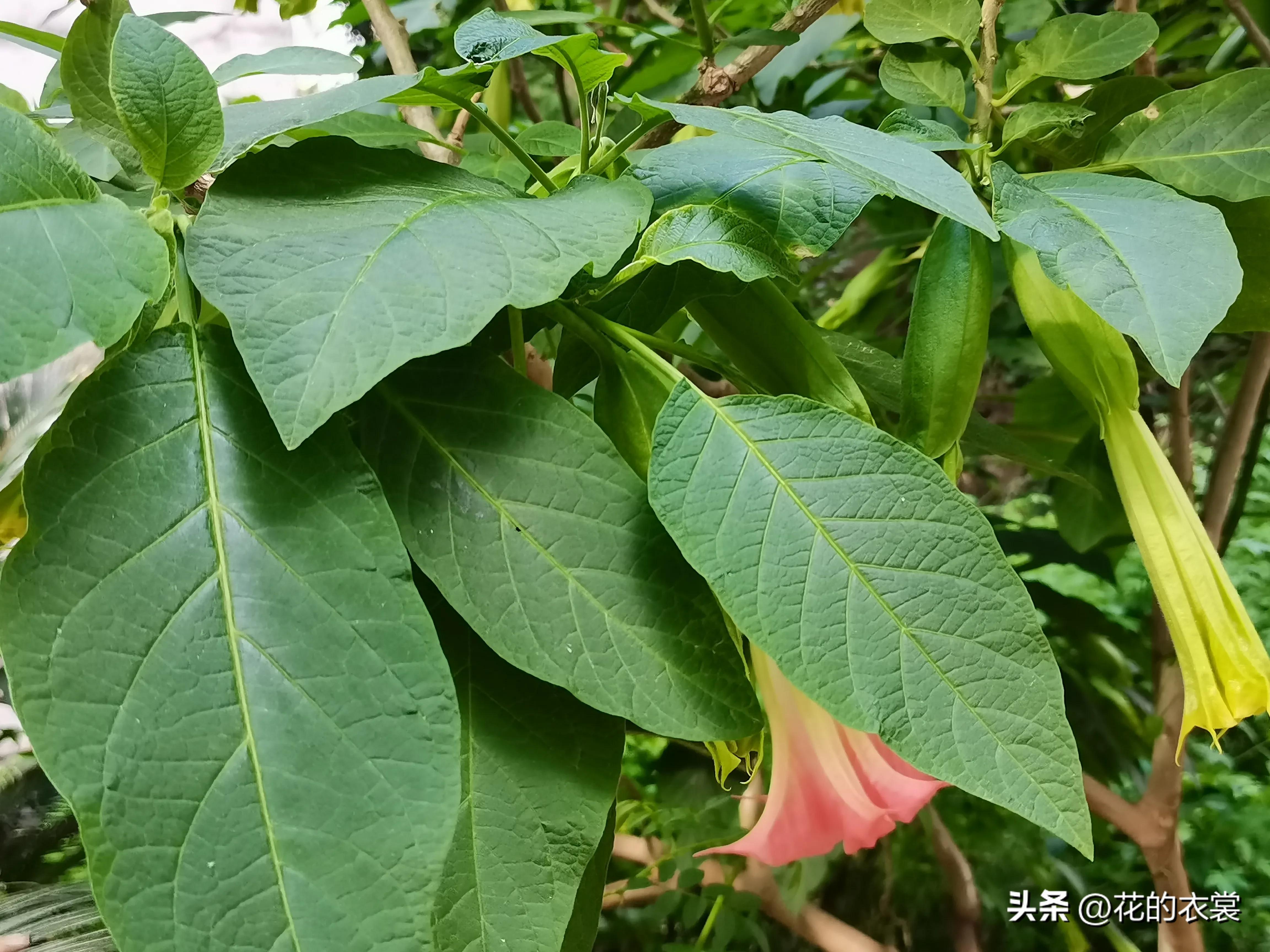 曼陀罗的果实是哪样的,曼陀罗的果子像什么样