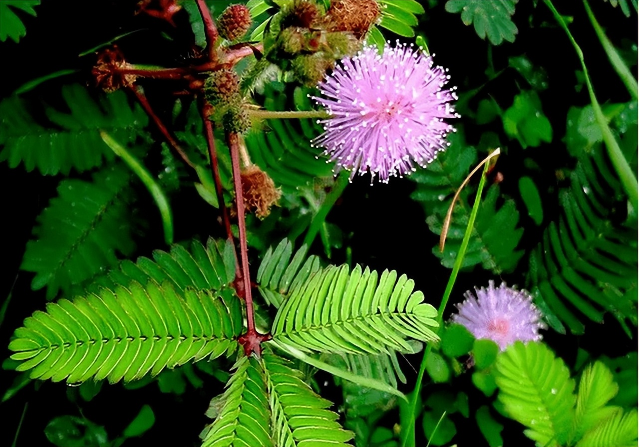 为什么碰含羞草会让毛发脱落,有含羞草需要注意什么