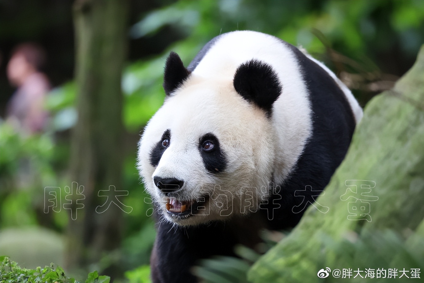 不高的高高和他不白的老婆白云——91年出生的童颜女神大熊猫白云