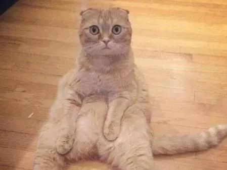 世界上最贵的猫咪,十种世界上最昂贵的猫咪