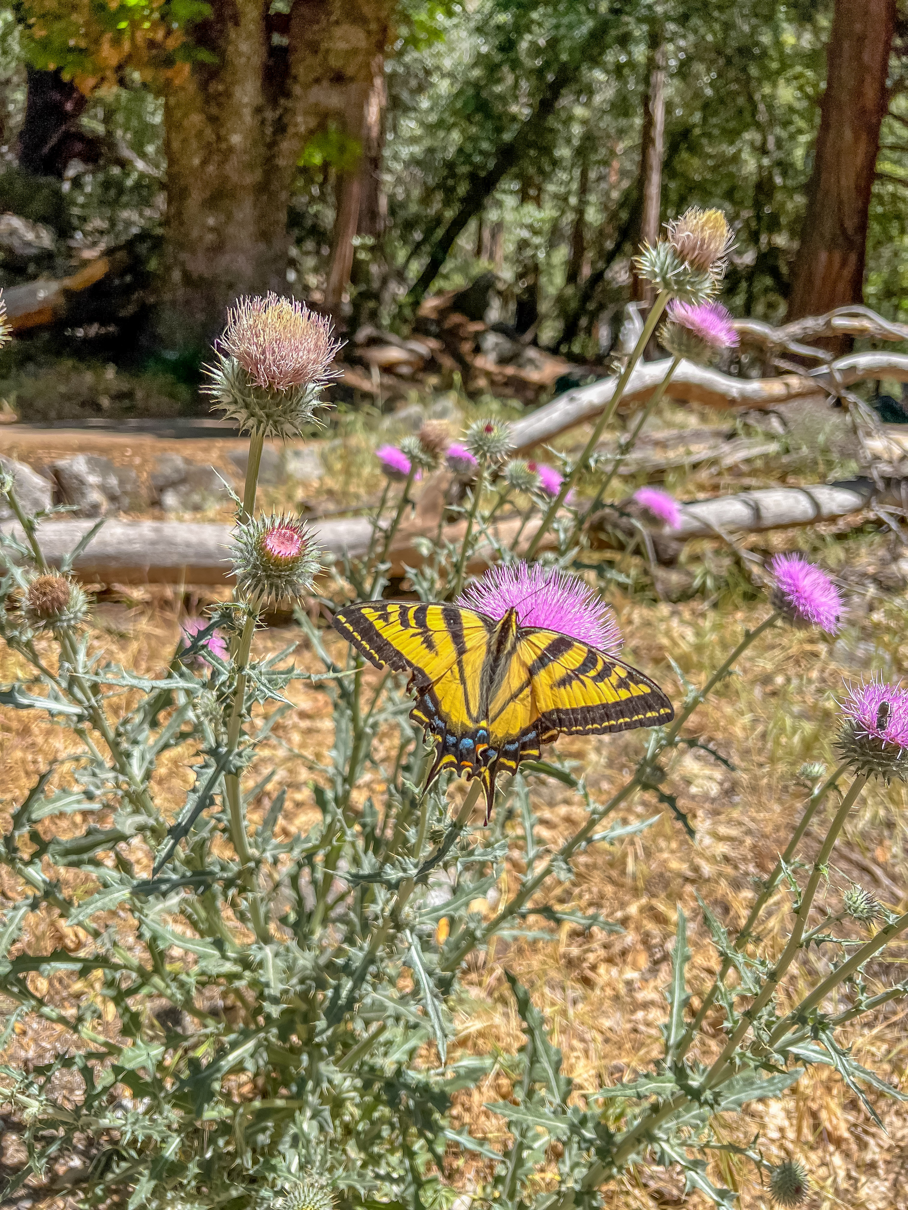 加州优胜美地景点推荐,美国优胜美地旅游