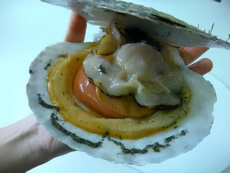 买海鲜怎么挑,买海鲜怎么挑鲜度性价比最高