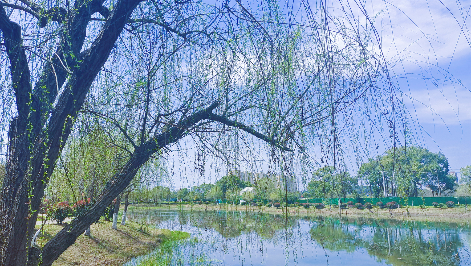 美丽吉安之风光系列：春天的柳树婀娜多姿美丽动人