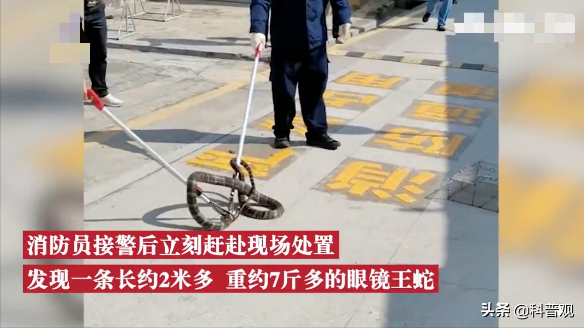 农户家中惊现两米长剧毒眼镜王蛇,3米长眼镜蛇被狗咬