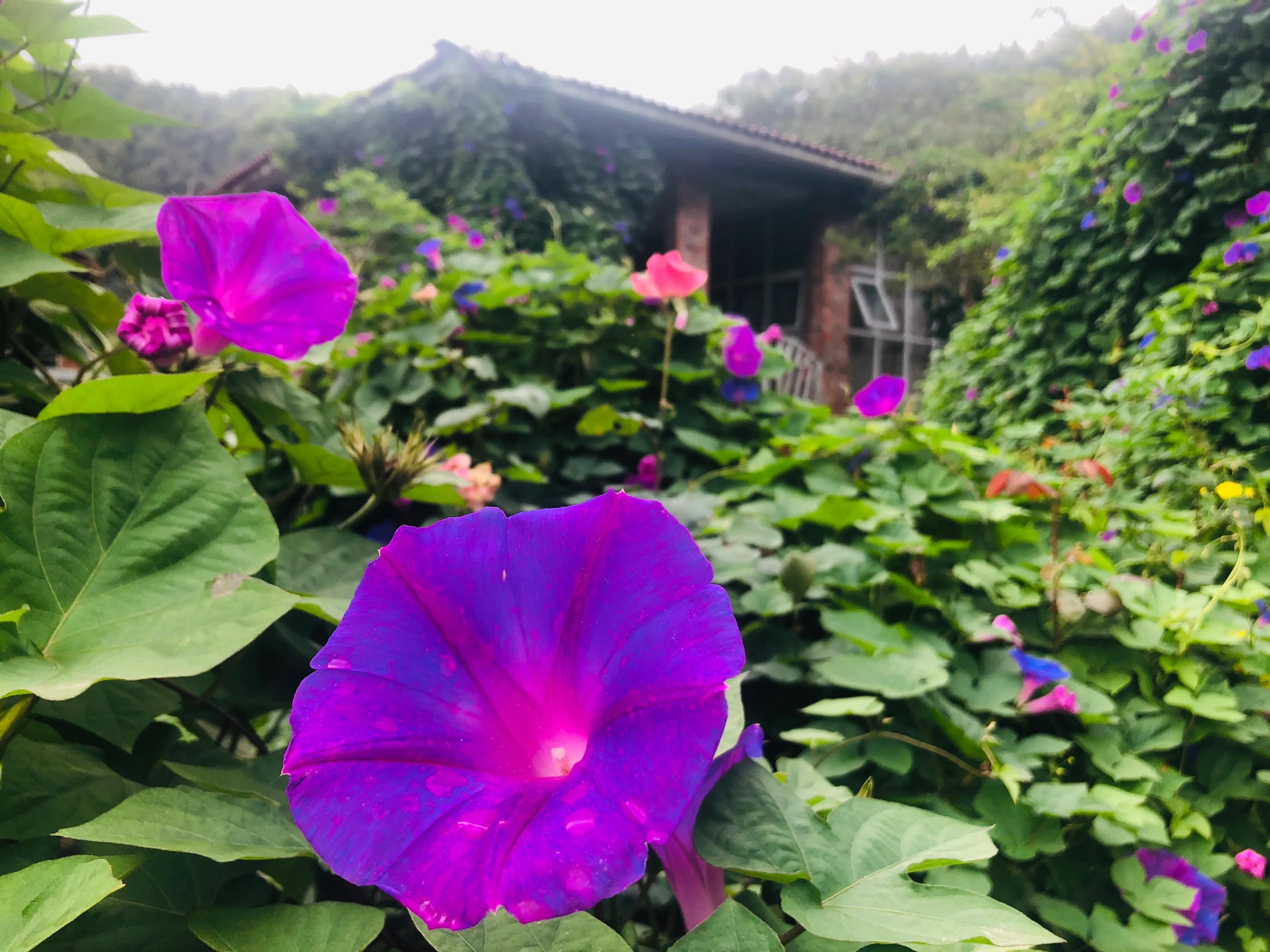 閲戝爞椴滆姳灞辫胺鍊煎緱鍘诲悧,閲戝爞椴滆姳灞辫胺娓歌