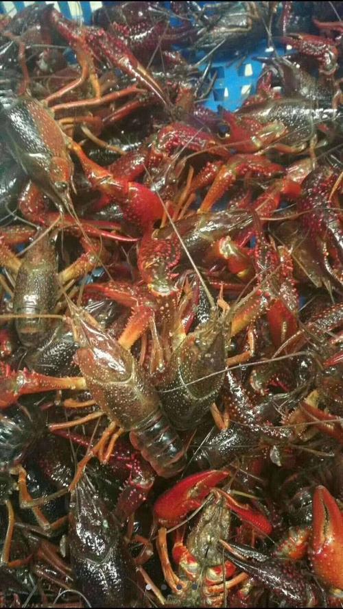 夏天小龙虾到底能不能吃,小龙虾烧烤的危害