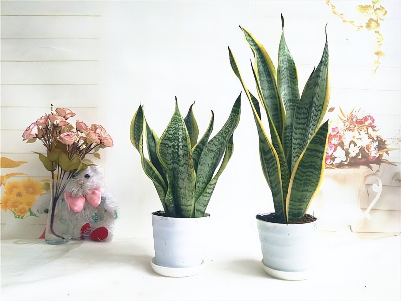 什么花卉吸甲醛最好养,10种能吸甲醛净化空气的盆栽花草