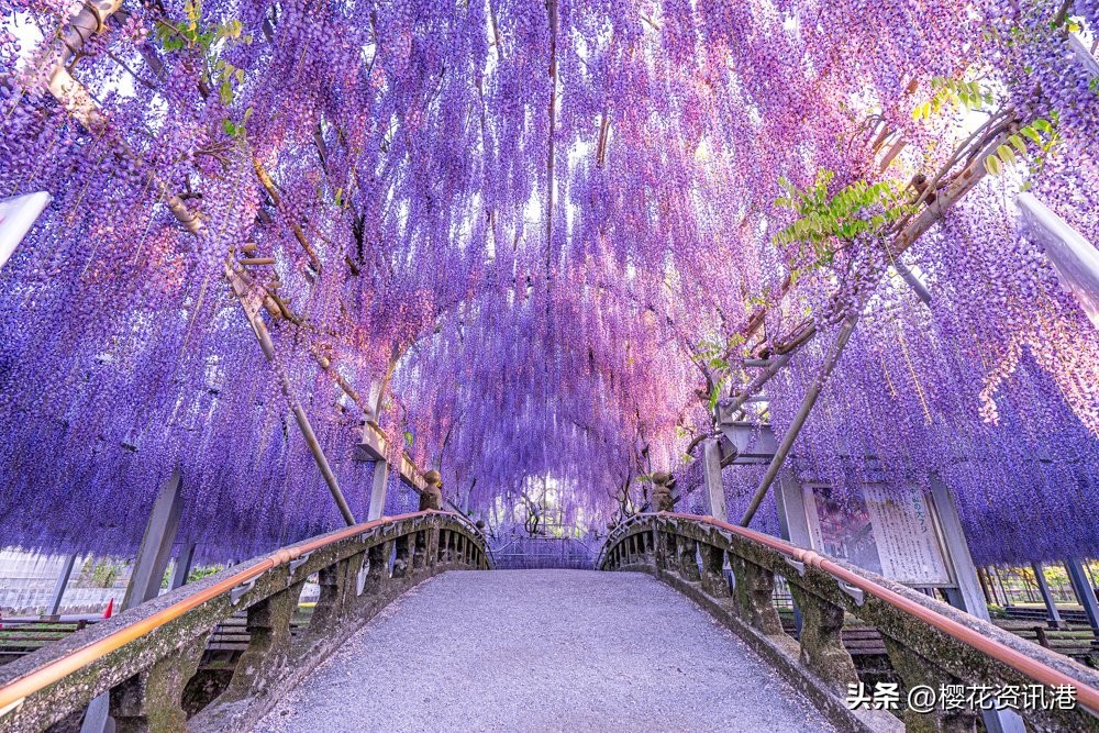 最新日本旅游攻略自由行,日本春天去哪里旅游最好