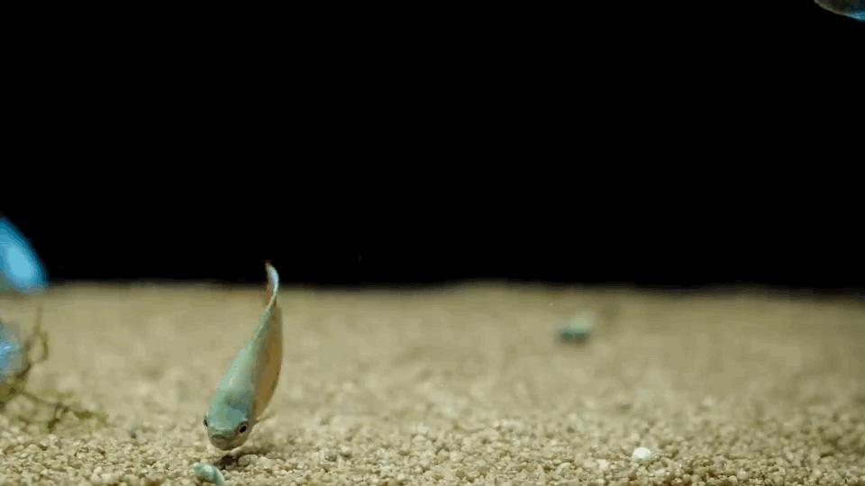 热带观赏鱼图片唯美大全,热带观赏鱼动图