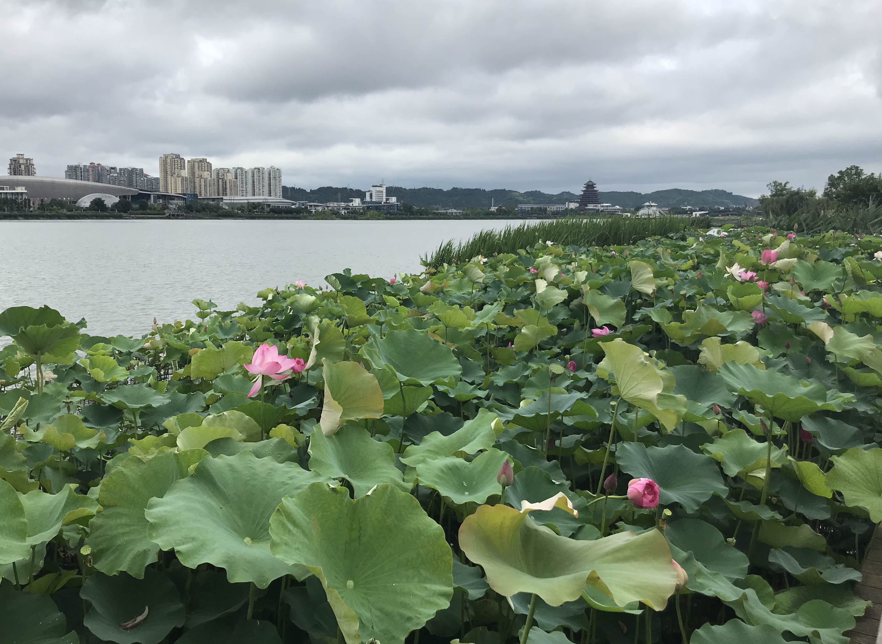 烈日炎炎赏荷花清凉一夏,京郊赏荷领略夏日之美