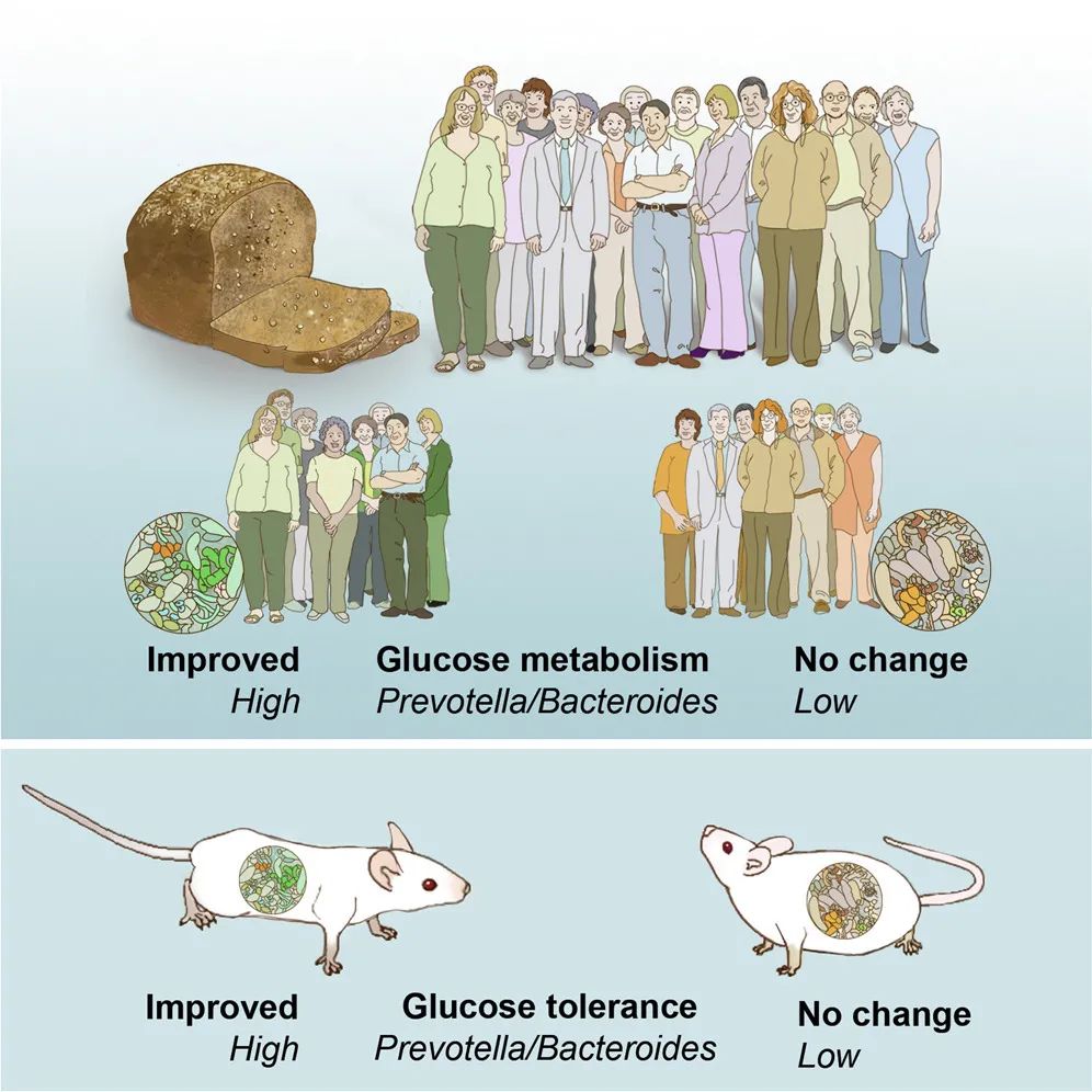 普雷沃氏菌是厌氧菌吗,肠道菌种有哪些