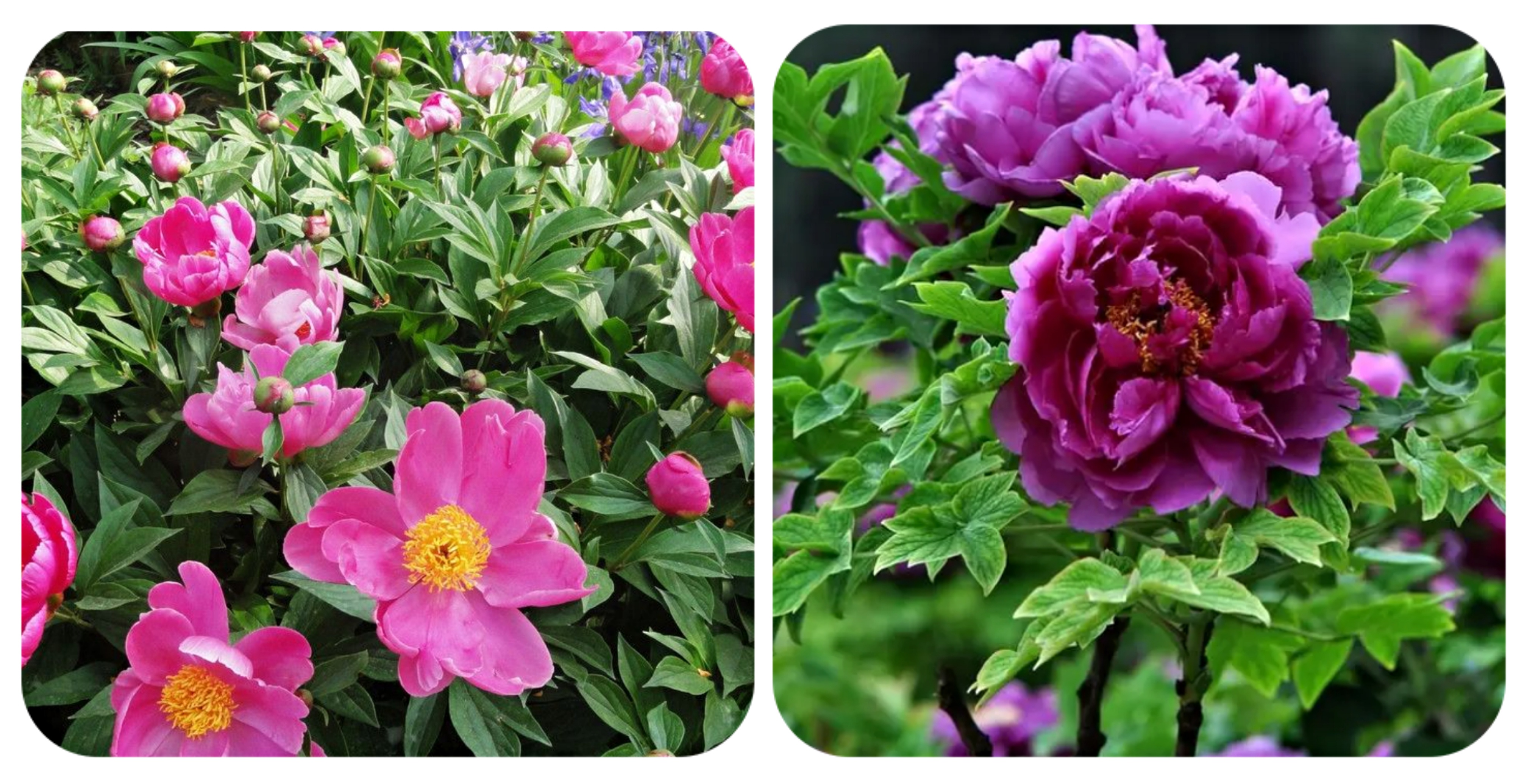 视觉盛宴五种赏花名花供您选择,春天十种最美的花介绍