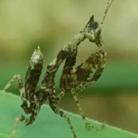 螳螂吃掉自己丈夫的头,螳螂为什么吃掉配偶螳螂吃蛇