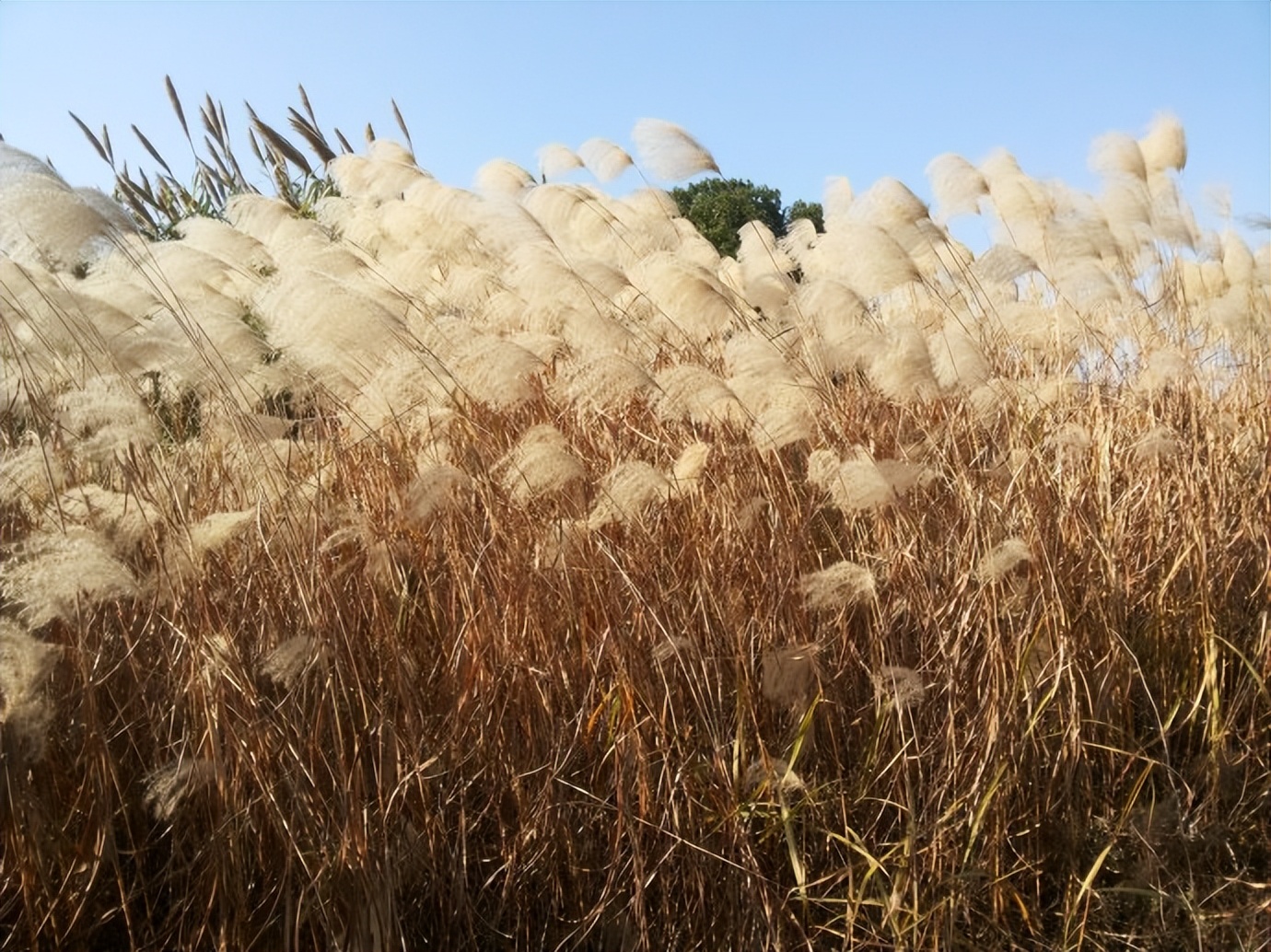 唐诗经典100首必背,240首必背唐诗