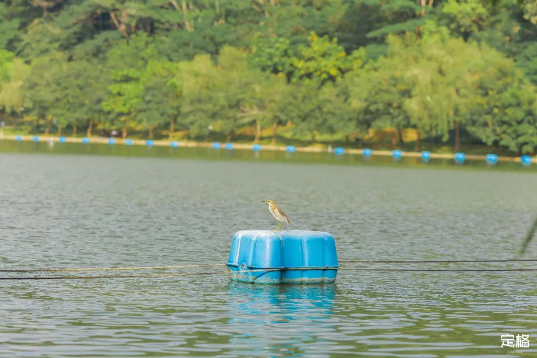 深圳地铁能直达的免费景点宝安区,深圳地铁直达免费玩的海滩