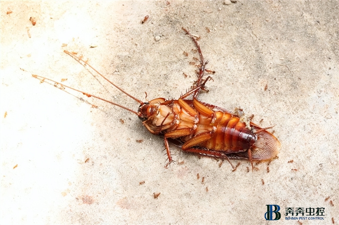上海杀蟑螂专业公司有哪些,上海专业杀蟑螂公司
