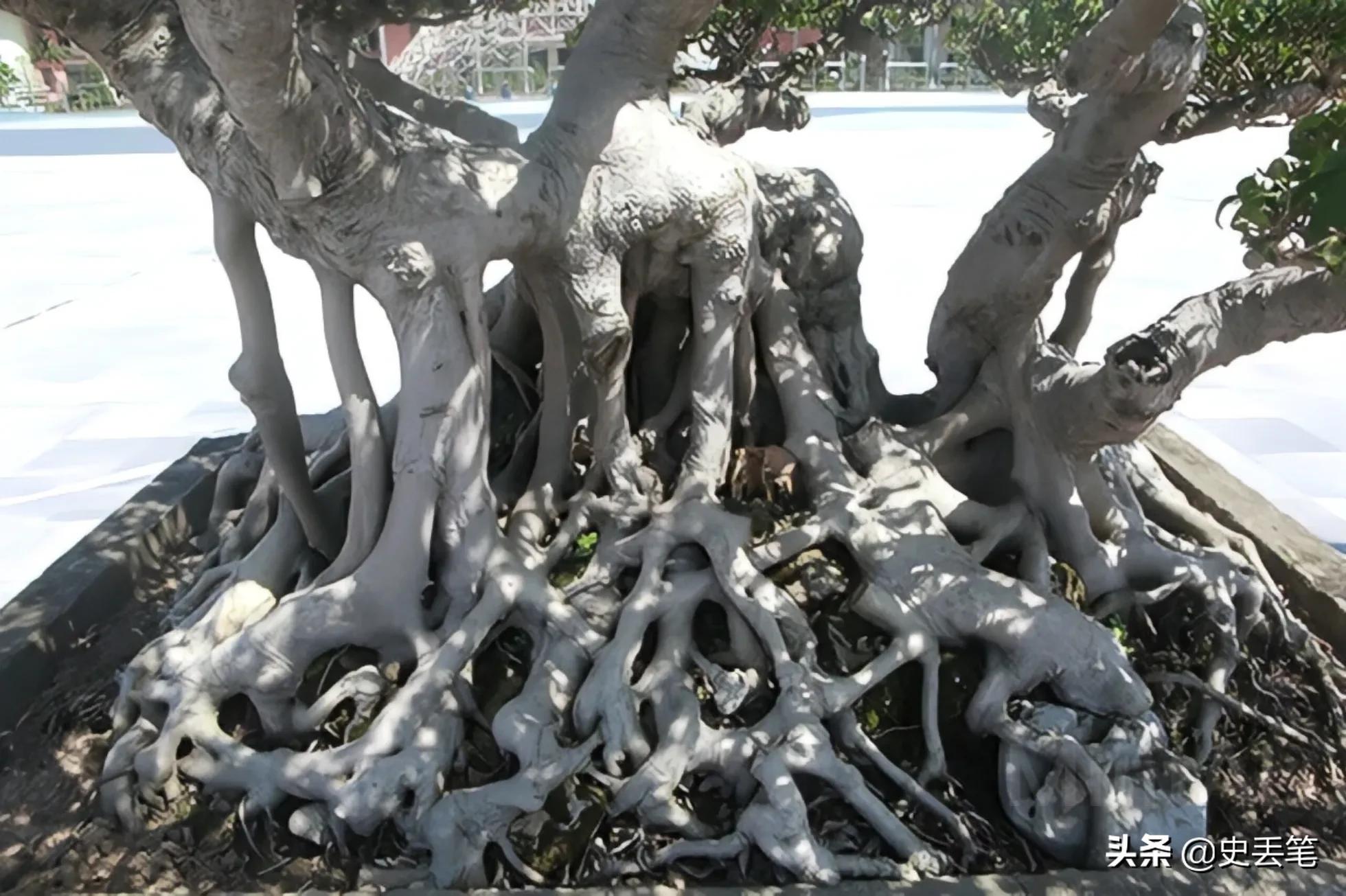 20多年前他花100万买下明代老宅,2014年男人花一万元买下腐烂树根